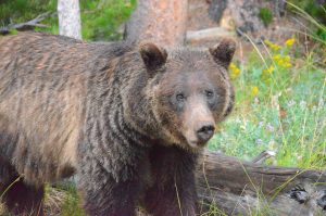 Land of the free and the home of the Grizz!